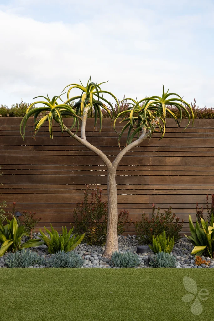 Desert landscaping and tree, in front of stylized wood retaining wall.