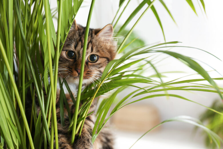 50 Plants Safe for Cats and Dogs | Eco Minded Solutions