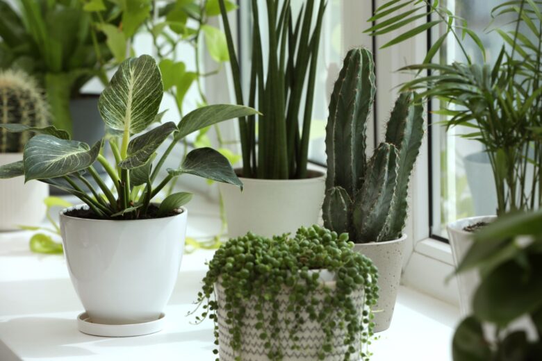 Best Low Light Plants for Indoor Gardening - Eco Minded Solutions