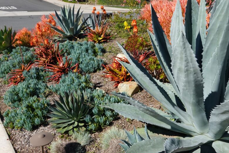 Drought Resistant Landscaping With Succulents - Eco Minded Solutions