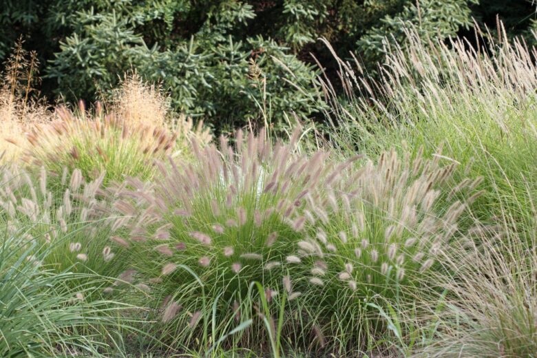 Drought Tolerant Landscaping Ideas - Eco Minded Solutions