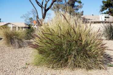 How Does Xeriscaping Save Water? - Eco Minded Solutions