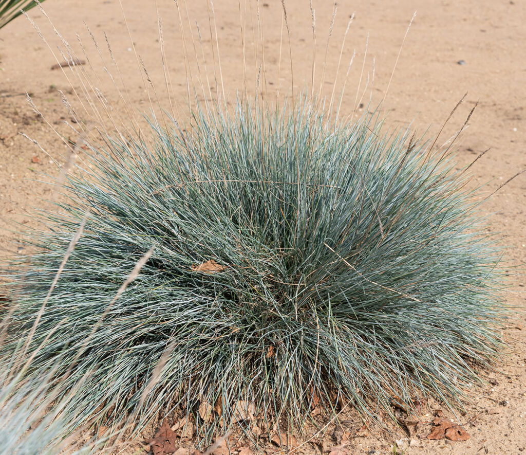 Blue fescue ground cover