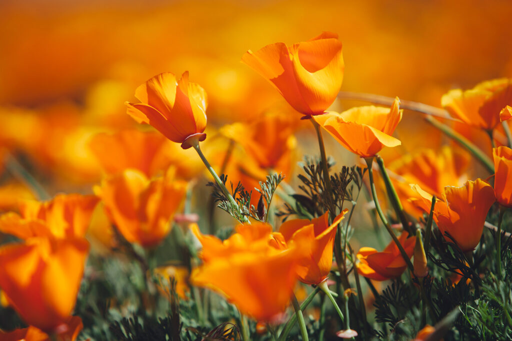 California Poppy
