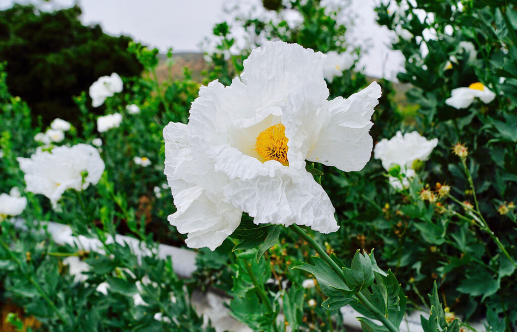 The Matilija Poppy